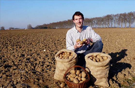 Pommes de terre fécule : une aide aux producteurs de 5 M€ - La Marne  Agricole